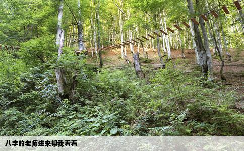 八字的老师进来帮我看看