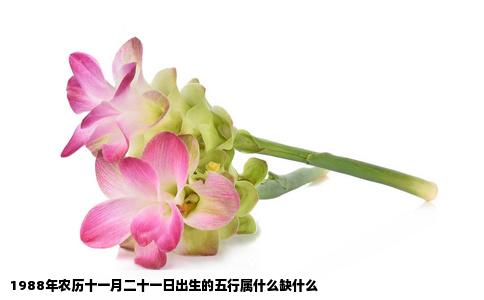 1988年农历十一月二十一日出生的五行属什么缺什么