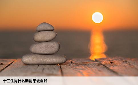 十二生肖什么动物来去自如