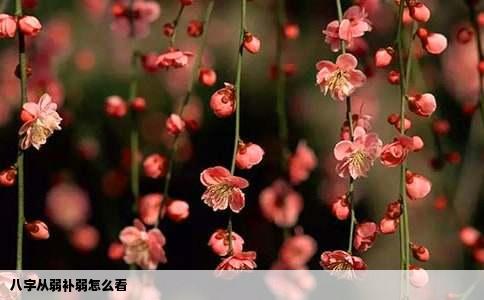 八字从弱补弱怎么看