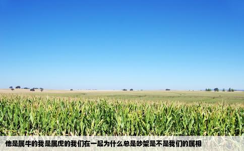 他是属牛的我是属虎的我们在一起为什么总是吵架是不是我们的属相