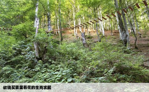 欲钱买雾里看花的生肖求解