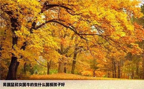 男属鼠和女属牛的生什么属相孩孑好