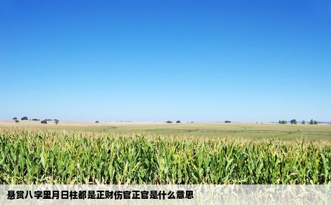 悬赏八字里月日柱都是正财伤官正官是什么意思