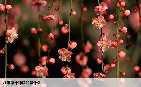 八字中十神指的是什么