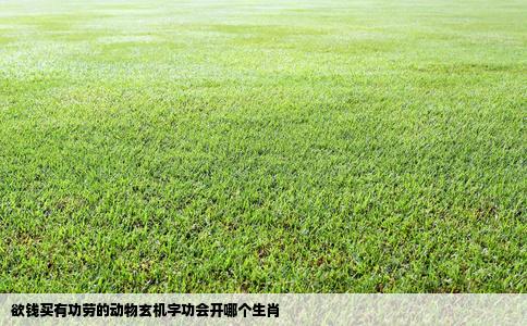 欲钱买有功劳的动物玄机字功会开哪个生肖