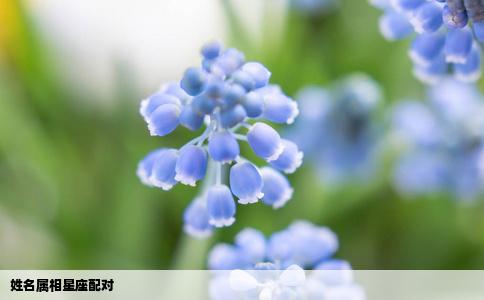姓名属相星座配对
