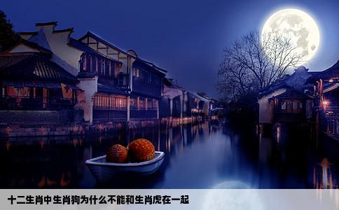 十二生肖中生肖狗为什么不能和生肖虎在一起