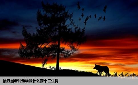 最丑最老的动物是什么猜十二生肖