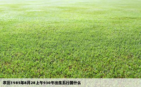 农历1985年8月28上午930午出生五行属什么