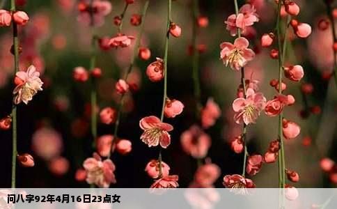 问八字92年4月16日23点女