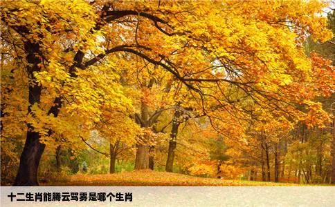 十二生肖能腾云驾雾是哪个生肖