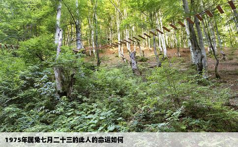 1975年属兔七月二十三的此人的命运如何
