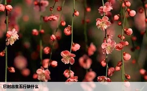 巳时出生五行缺什么