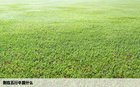 刚在五行中属什么