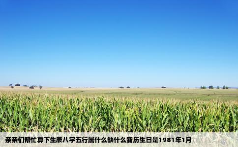 亲亲们帮忙算下生辰八字五行属什么缺什么新历生日是1981年1月