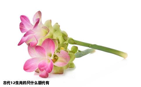 古代12生肖的尺什么朝代有