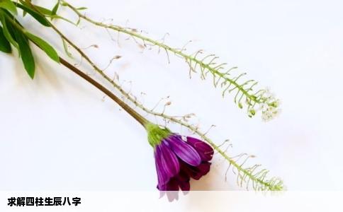 求解四柱生辰八字