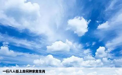 一行八人街上走何种家禽生肖