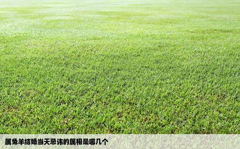 属兔羊结婚当天忌讳的属相是哪几个