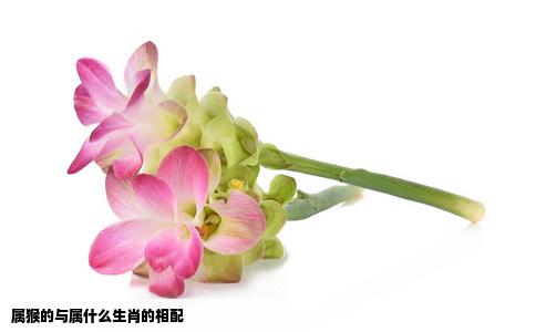 属猴的与属什么生肖的相配