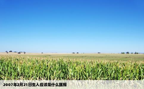 2007年2月21日生人应该是什么属相