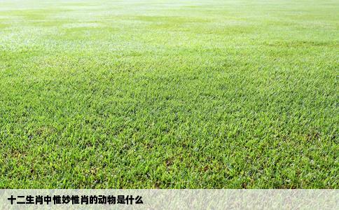 十二生肖中惟妙惟肖的动物是什么