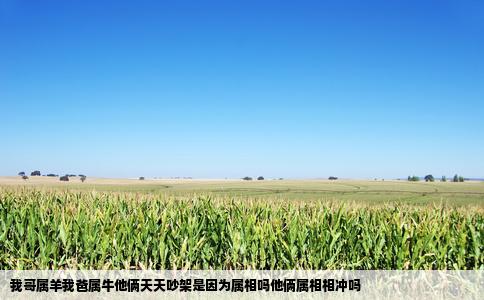 我哥属羊我爸属牛他俩天天吵架是因为属相吗他俩属相相冲吗