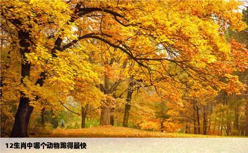 12生肖中哪个动物跑得最快