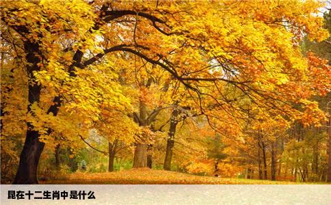 昆在十二生肖中是什么