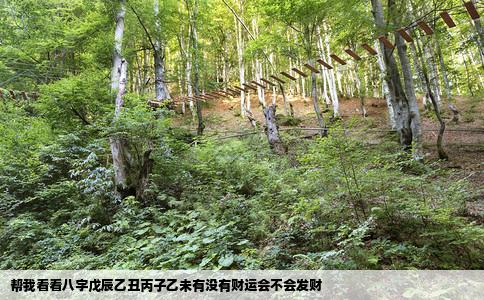 帮我看看八字戊辰乙丑丙子乙未有没有财运会不会发财