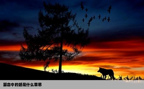 算命中的娇是什么意思