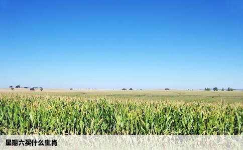 星期六买什么生肖