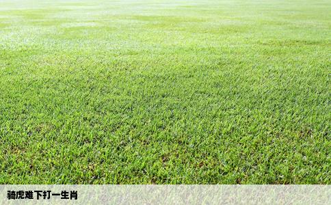 骑虎难下打一生肖