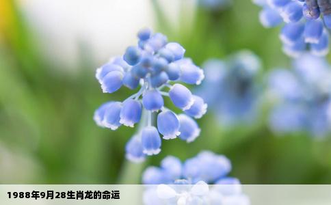 1988年9月28生肖龙的命运