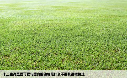 十二生肖里面可爱与漂亮的动物是什么不要乱说哦快速