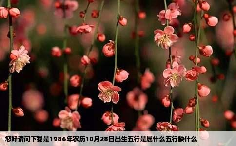 您好请问下我是1986年农历10月28日出生五行是属什么五行缺什么