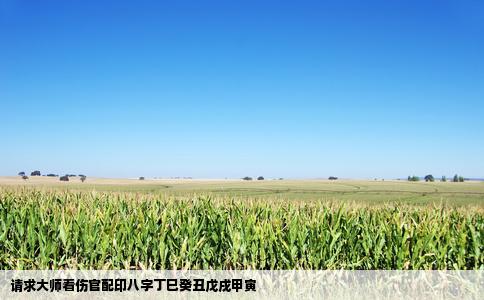 请求大师看伤官配印八字丁巳癸丑戊戌甲寅