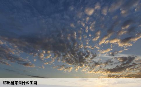 蛇出鼠来是什么生肖