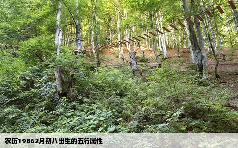农历19862月初八出生的五行属性