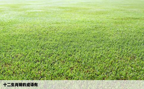 十二生肖猪的成语有