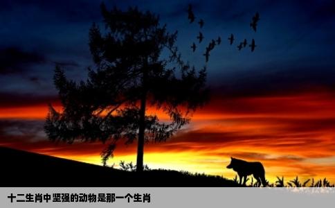 十二生肖中坚强的动物是那一个生肖