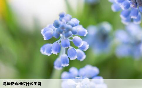 鸟语花香出过什么生肖