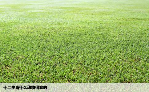 十二生肖什么动物得宠的