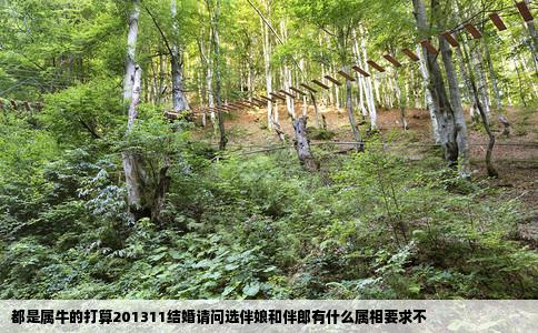 都是属牛的打算201311结婚请问选伴娘和伴郎有什么属相要求不