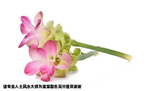 请专业人士风水大师为宝宝取名高分悬赏谢谢