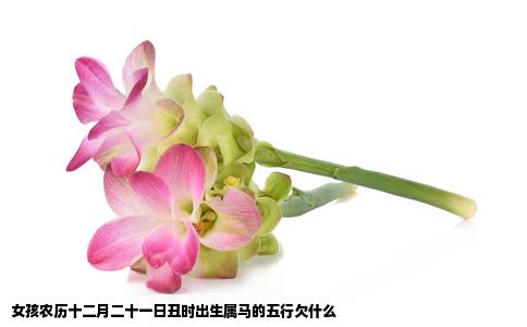 女孩农历十二月二十一日丑时出生属马的五行欠什么