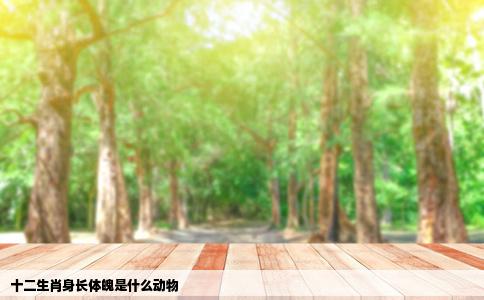 十二生肖身长体魄是什么动物