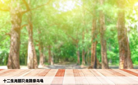 十二生肖那只走路象乌龟