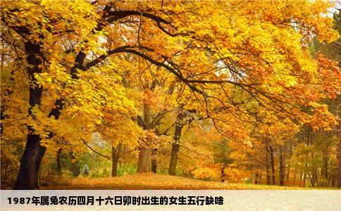 1987年属兔农历四月十六日卯时出生的女生五行缺啥